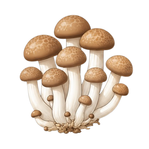 Cogumelo shimeji marrom