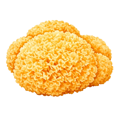 Fungo-da-neve